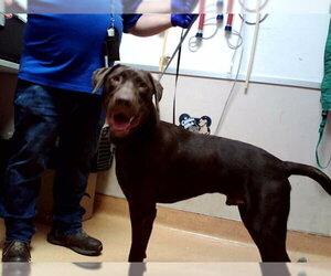 Labrador Retriever Dogs for adoption in Martinez, CA, USA