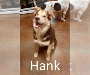 Australian Shepherd-Collie Mix Dogs for adoption in Mountain View, AR, USA