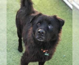 Chow Chow Dogs for adoption in Tempe, AZ, USA