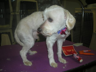 Maltese Dogs for adoption in MORENO VALLEY, CA, USA
