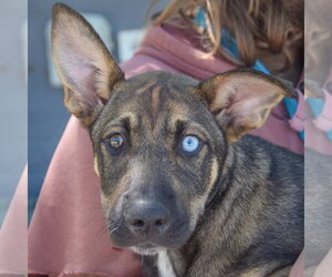 Australian Shepherd-German Shepherd Dog Mix Dogs for adoption in Huntley, IL, USA