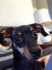 Doxie-Pin Dogs for adoption in Lindale , TX, USA