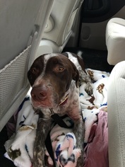 Small Brittany-German Shorthaired Pointer Mix