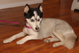 Siberian Husky Dogs for adoption in Helotes, TX, USA