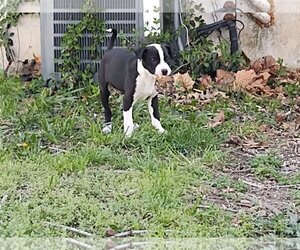 Australian Kelpie-Boxer Mix Dogs for adoption in Fort Scott, KS, USA