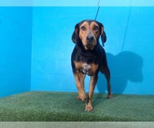 Black and Tan Coonhound Dogs for adoption in Orlando, FL, USA