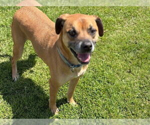 Labrador Retriever-Unknown Mix Dogs for adoption in Tulsa, OK, USA