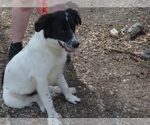 Border Collie-Unknown Mix Dogs for adoption in Harpswell, ME, USA