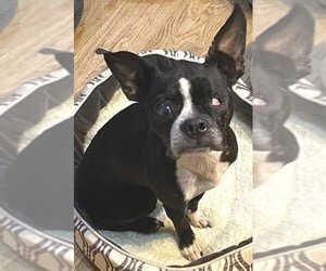 Boston Terrier Dogs for adoption in Georgetown, CO, USA