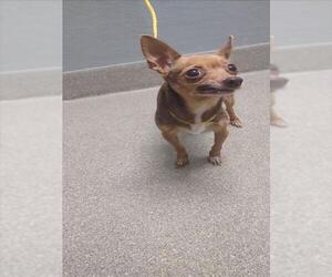 Chihuahua-Unknown Mix Dogs for adoption in Las Vegas, NV, USA