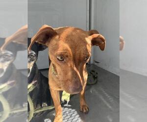 Chihuahua Dogs for adoption in Stockton, CA, USA
