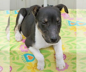 Border Collie-Unknown Mix Dogs for adoption in Mountain View, MO, USA