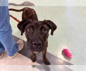 Plott Hound-Unknown Mix Dogs for adoption in Santa Rosa, CA, USA