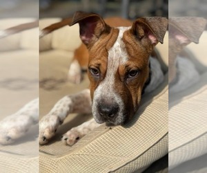 Mutt Dogs for adoption in Woodbury, NY, USA