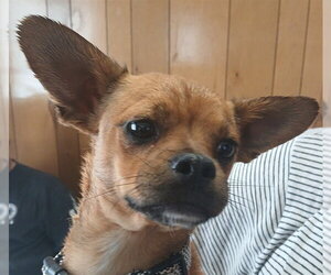 Chihuahua-Unknown Mix Dogs for adoption in Lodi, CA, USA