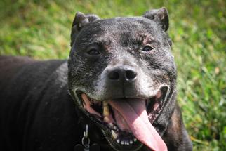 Labrador Retriever-Unknown Mix Dogs for adoption in Smithfield, VA, USA