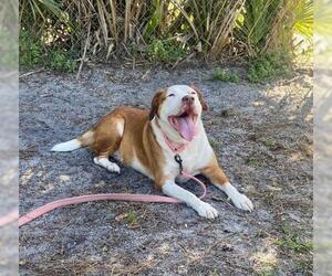 Scottish Collisky Dogs for adoption in Vero Beach, FL, USA
