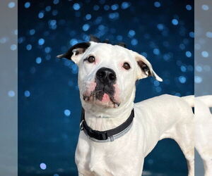 American Pit Bull Terrier Dogs for adoption in Glen Allen, VA, USA