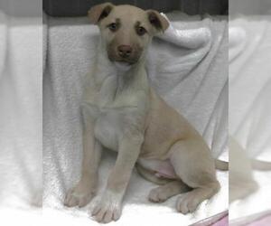 Mutt Dogs for adoption in Thief River Falls, MN, USA