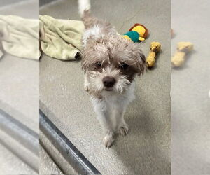 Shih Tzu-Unknown Mix Dogs for adoption in Sterling, MA, USA