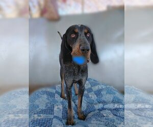 Bluetick Coonhound Dogs for adoption in Apple Valley, CA, USA
