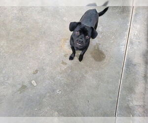 Pug-Unknown Mix Dogs for adoption in Frisco, CO, USA