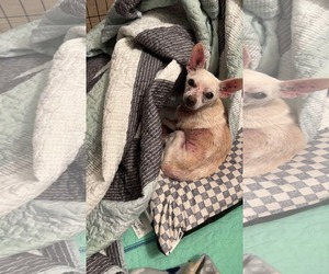 Chihuahua Dogs for adoption in Gulfport, MI, USA