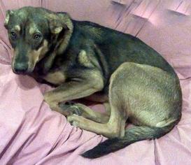 Medium Photo #1 German Shepherd Dog-Unknown Mix Puppy For Sale in Livingston, TX, USA