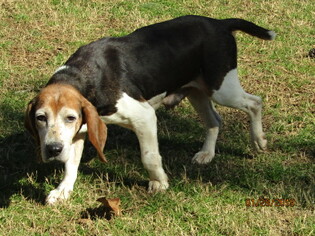 Bagle Hound Dogs for adoption in Rutherfordton, NC, USA