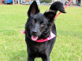 Border Collie-Unknown Mix Dogs for adoption in San Francisco, CA, USA