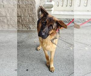 German Shepherd Dog-Unknown Mix Dogs for adoption in Upland, CA, USA