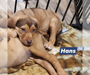 Catahoula Leopard Dog-Unknown Mix Dogs for adoption in Marine City, MI, USA