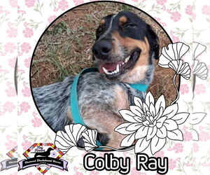 Dachshund-Unknown Mix Dogs for adoption in San Antonio, TX, USA