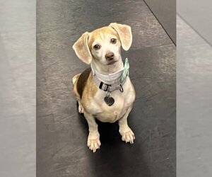 Dachshund Dogs for adoption in Oakhurst, NJ, USA