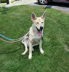 Unknown-white german shepherd Mix Dogs for adoption in Sherman, IL, USA