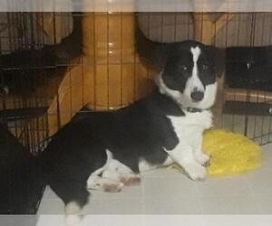 Cardigan Welsh Corgi Dogs for adoption in St. Louis Park, MN, USA