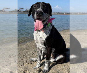Lab-Pointer Dogs for adoption in San Diego, CA, USA