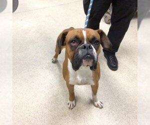 Boxer Dogs for adoption in Riverside, CA, USA