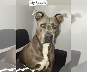 Mutt Dogs for adoption in Cliffwood, NJ, USA