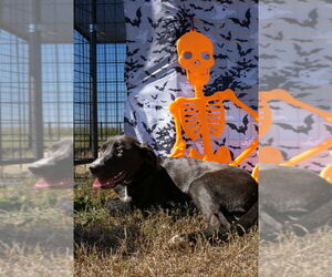 Mutt Dogs for adoption in Abbeville, LA, USA