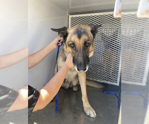 German Shepherd Dog Dogs for adoption in Bakersfield, CA, USA