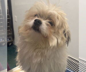 Shih Tzu-Unknown Mix Dogs for adoption in Chico, CA, USA