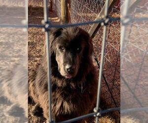 Mutt Dogs for adoption in Red Lodge, MT, USA
