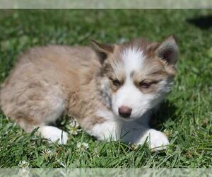 Border Collie-Unknown Mix Dogs for adoption in Placerville, CA, USA