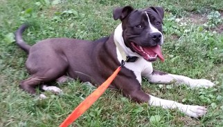 American Pit Bull Terrier Dogs for adoption in Marion, IA, USA