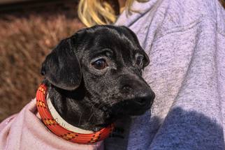 Medium Photo #1 Dachshund-Unknown Mix Puppy For Sale in Matawan, NJ, USA