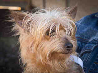 Silky Terrier Dogs for adoption in Ojai, CA, USA