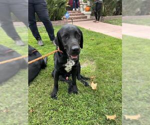 Labrador Retriever Dogs for adoption in Stockton, CA, USA