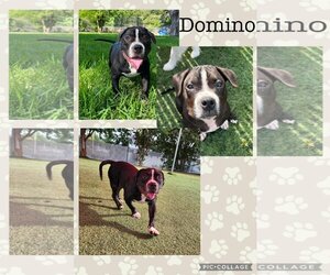 Staffordshire Bull Terrier Dogs for adoption in Longview, TX, USA