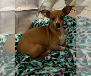 Chiweenie Dogs for adoption in bloomington, IL, USA